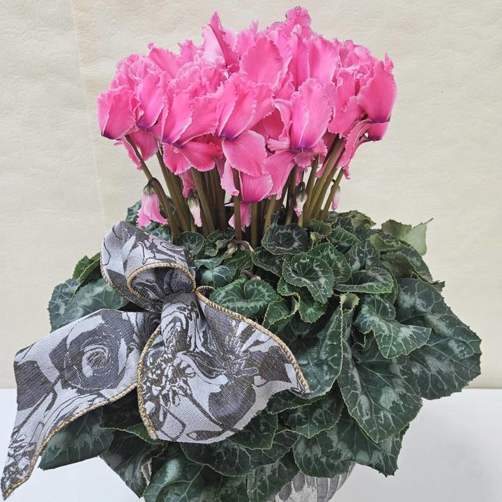 赤塚植物園オリジナル冬ギフト シクラメン ピンク系 インテリア鉢｜鉢