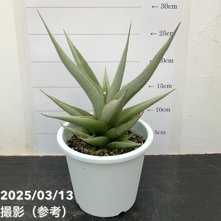 現品お届け】サンスベリア 5号 チャニン Chanin（S151）｜観葉02-D2