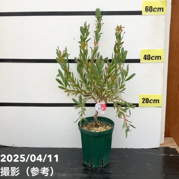 リューカデンドロン ハワイサンライズ 5号｜花木10-TU | 花木・庭木