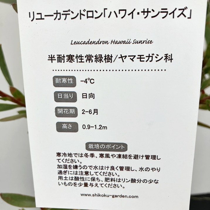 リューカデンドロン ハワイサンライズ 5号｜花木10-TU | 花木・庭木