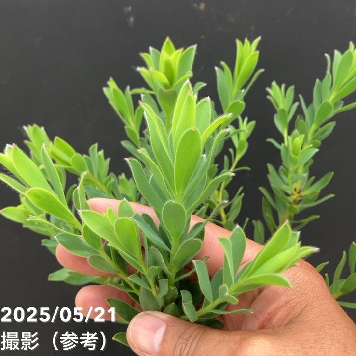 リューカデンドロンと秋の森のリース パンパスグラス グレビレア