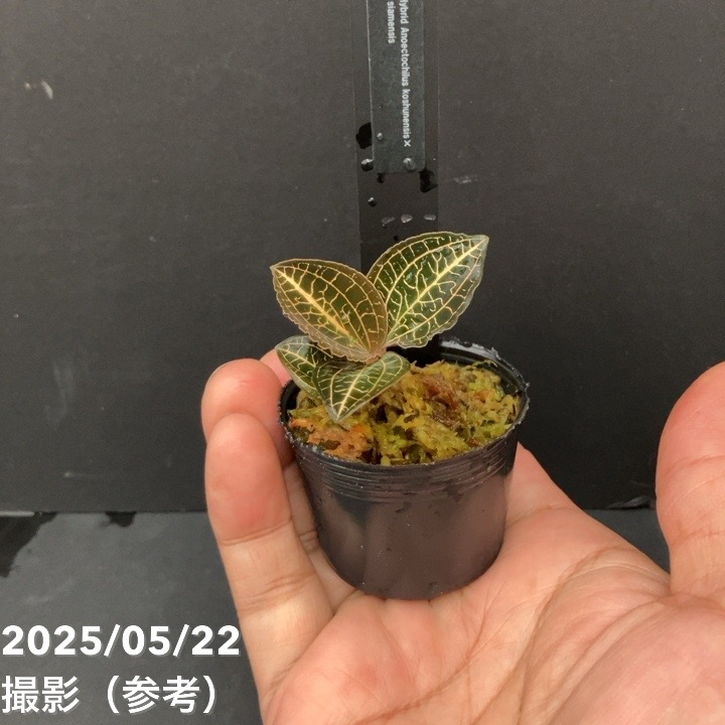 決算P5倍！10%OFF！8/2まで】ジュエルオーキッド 1号 Anoectochilus