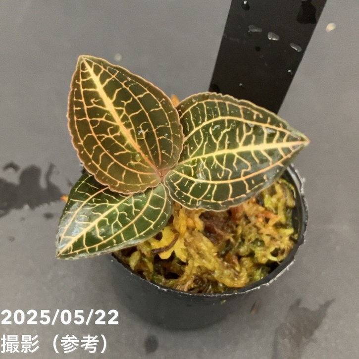 パルナシウス・アッコ・ゴエルグネリ（チベット産、オス） ◇現品◇アネクトキルス sp. プアタイランド【ジュエル