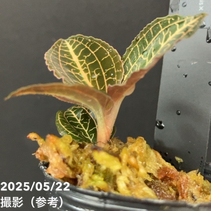 ジュエルオーキッド 1号 Anoectochilus koshunensis