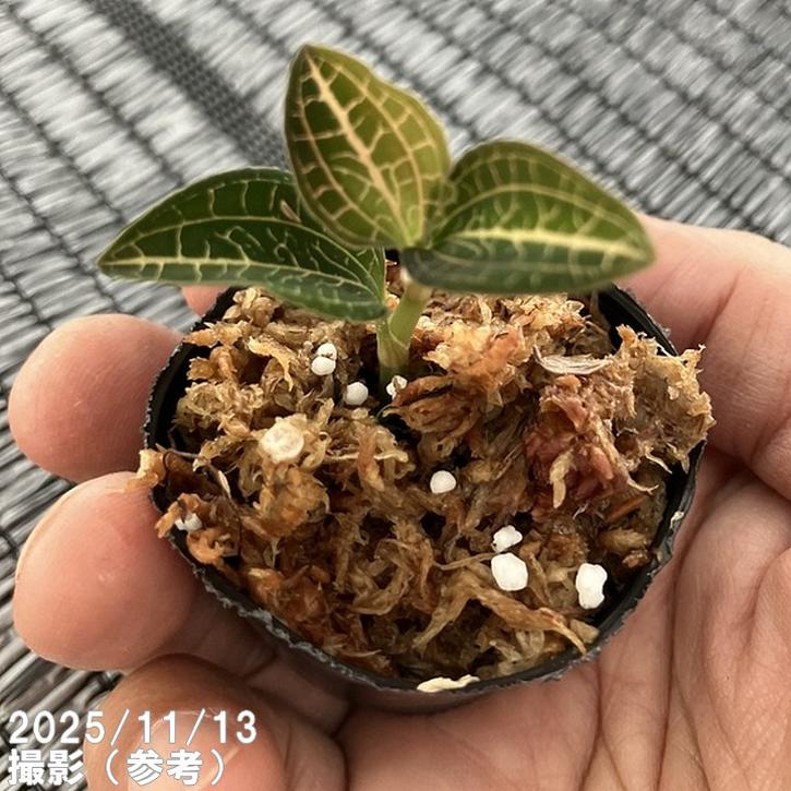 ジュエルオーキッド 1号 Anoectochilus koshunensis× Anoectochilus