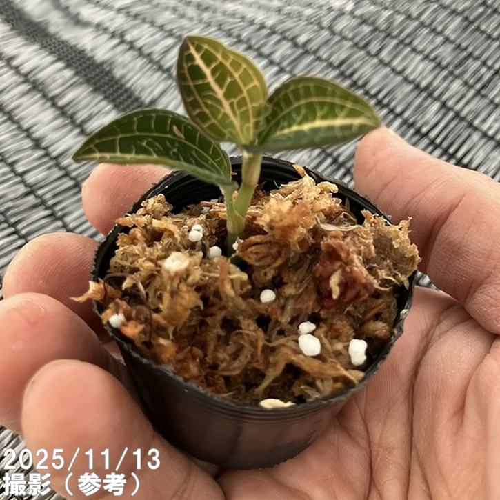 ジュエルオーキッド 1号 Anoectochilus koshunensis× Anoectochilus