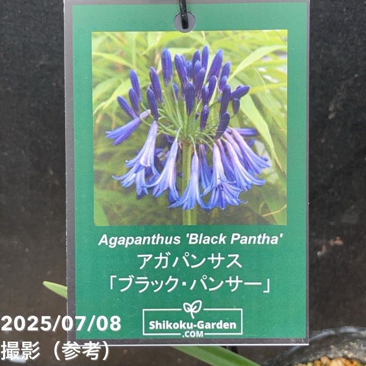 アガパンサス　ブラック系　4苗 アガパンサス：ブラックブッディスト4号ポット の通販 | 園芸ネット