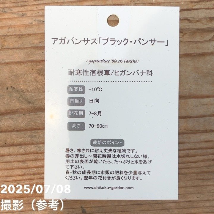 アガパンサス ブラックパンサー 4号｜草花04-PA | 草花,[季節の草花