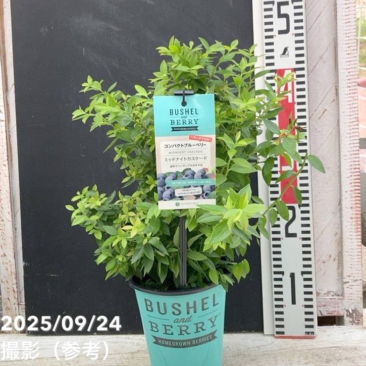 コンパクトブルーベリー ミッドナイトカスケード 5号｜果樹04-PA