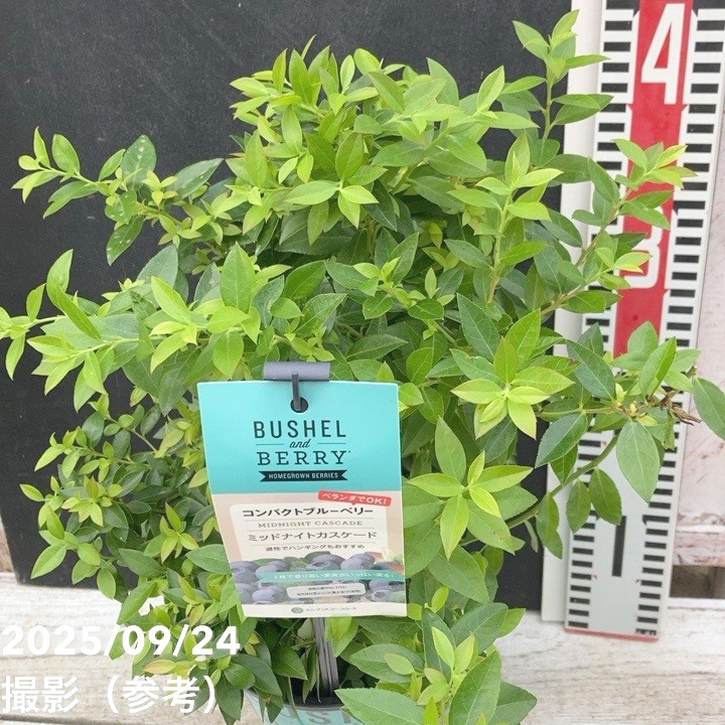 コンパクトブルーベリー ミッドナイトカスケード 5号｜果樹04-PA