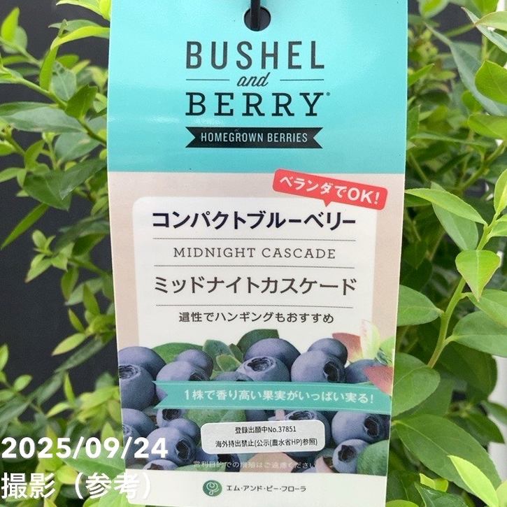 コンパクトブルーベリー ミッドナイトカスケード 5号｜果樹04-PA