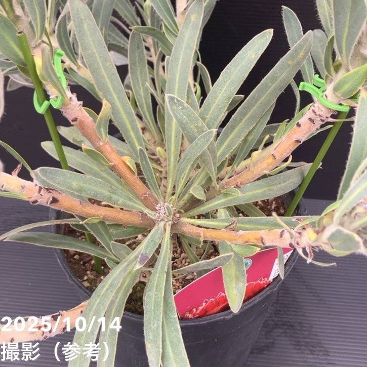 現品お届け】プロテア ジュリエット（5花付き）7号｜花木10-TU | 花木