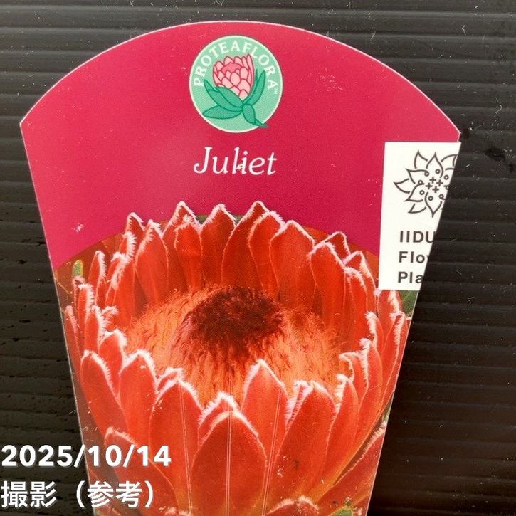 プロテアジュリエット 10F！！！ プロテア 『ジュリエット』 オーストラリアンプランツ 【A】 | すべて