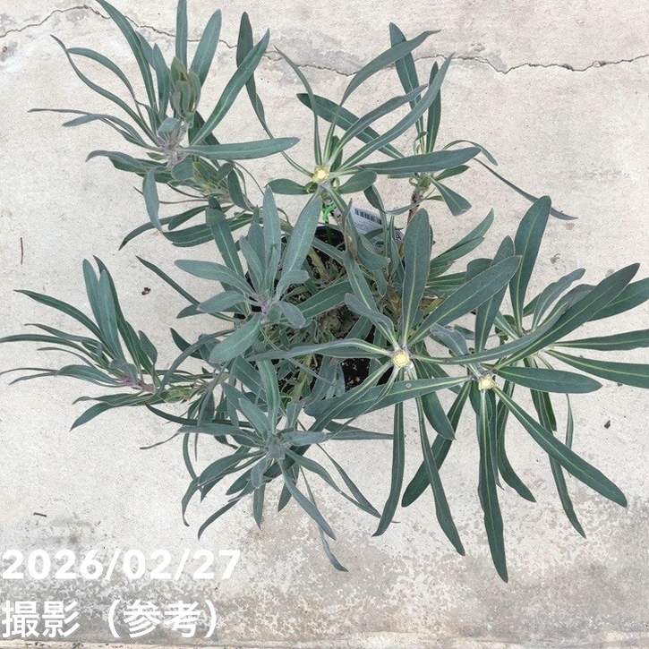 【お買い得! 現品お届け】プロテア ジュリエット(5花付き)7号|花木10-TU