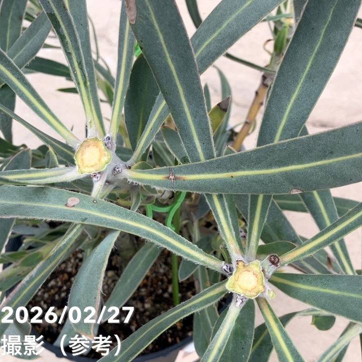 【お買い得! 現品お届け】プロテア ジュリエット(5花付き)7号|花木10-TU