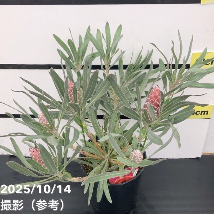 現品お届け】プロテア ジュリエット（5花付き）7号｜花木10-TU | 花木