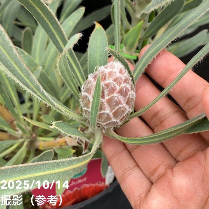 プロテアジュリエット 10F！！！ プロテア 『ジュリエット』 オーストラリアンプランツ 【A】 | すべて