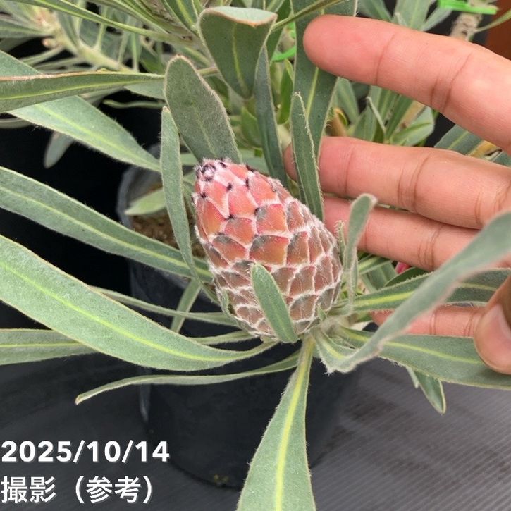 プロテアジュリエット 10F！！！ プロテア 『ジュリエット』 オーストラリアンプランツ 【A】 | すべて