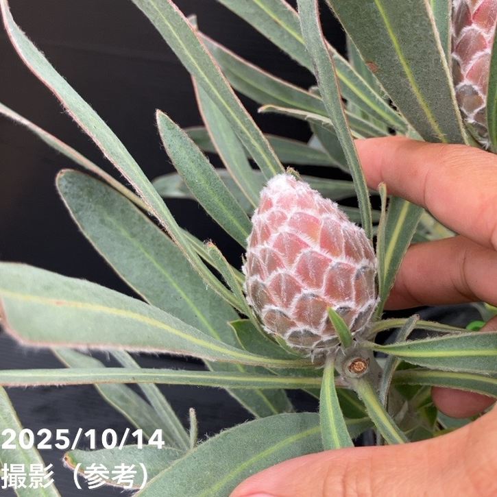 現品お届け】プロテア ジュリエット（5花付き）7号｜花木10-TU | 花木