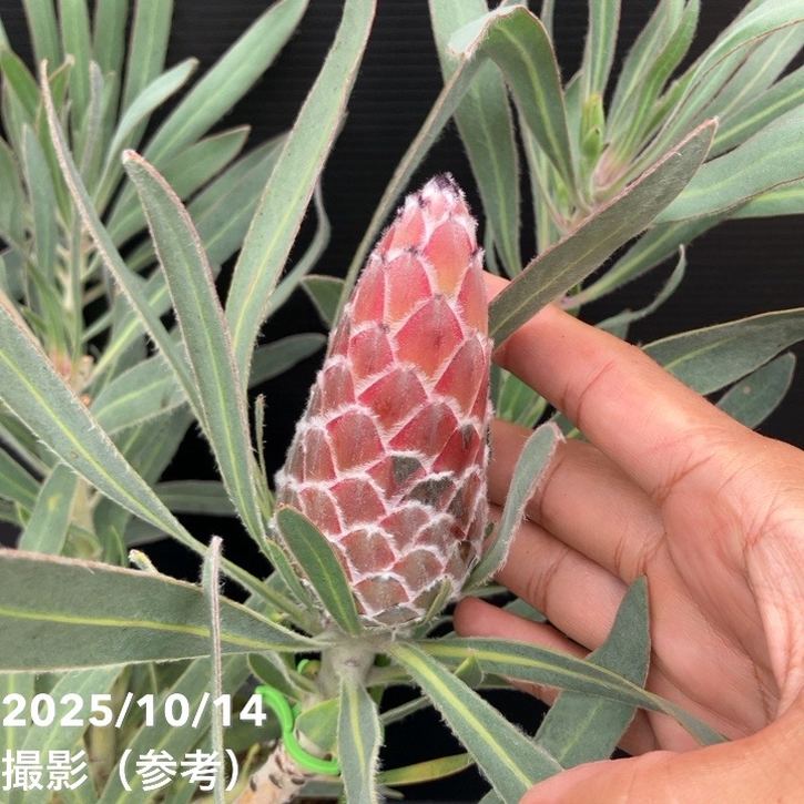 現品お届け】プロテア ジュリエット（5花付き）7号｜花木10-TU | 花木