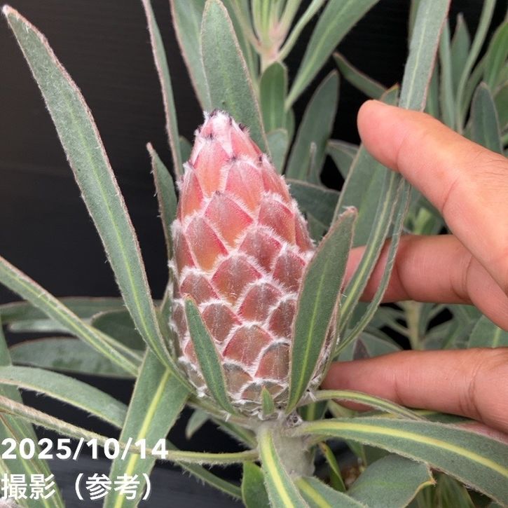 現品お届け】プロテア ジュリエット（5花付き）7号｜花木10-TU | 花木