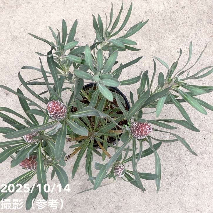 プロテアジュリエット 10F！！！ プロテア 『ジュリエット』 オーストラリアンプランツ 【A】 | すべて