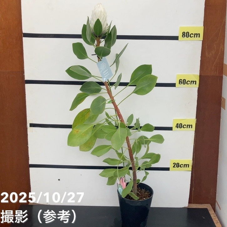 現品お届け】キングプロテア アークティックアイス 5号（2）｜花木10