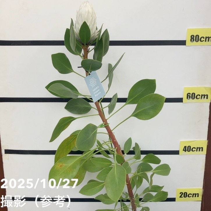 プロテア アークティックアイス 約160cm 特別価格】キングプロテア「アークティックアイス」