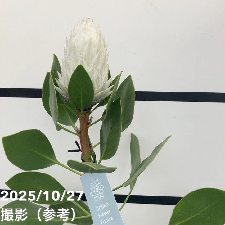 プロテア アークティックアイス 約160cm プロテア アークティック