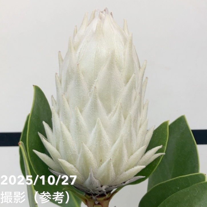 現品お届け】キングプロテア アークティックアイス 5号（2）｜花木10