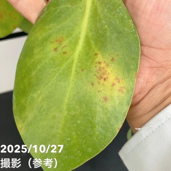 現品お届け】キングプロテア アークティックアイス 5号（2）｜花木10