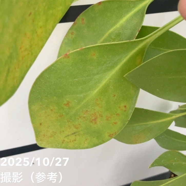 現品お届け】キングプロテア アークティックアイス 5号（2）｜花木10