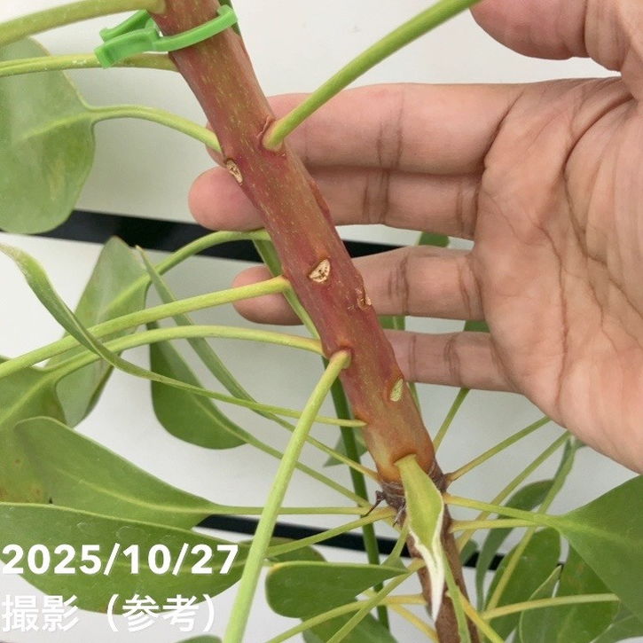 プロテア アークティックアイス 約160cm プロテア アークティック