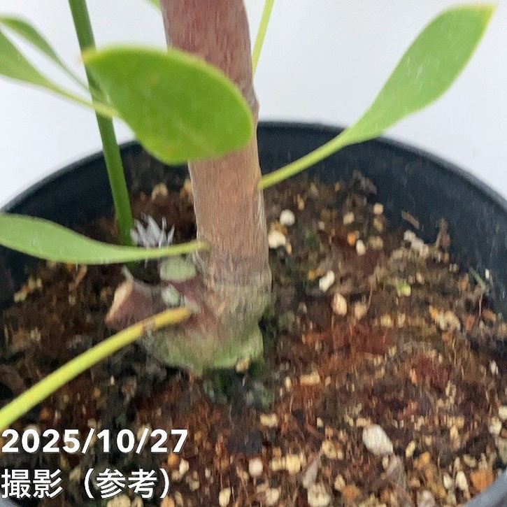 現品お届け】キングプロテア アークティックアイス 5号（2）｜花木10