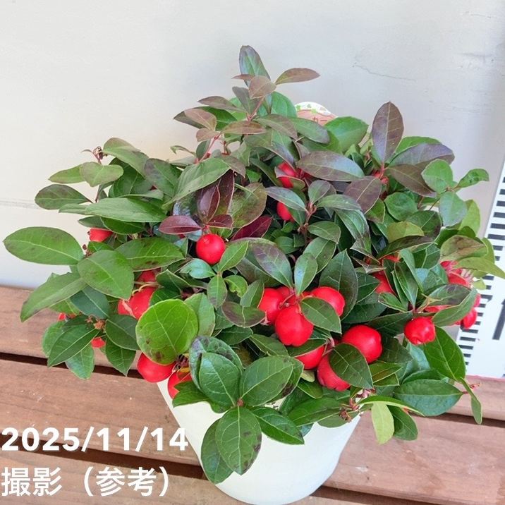 チェッカーベリー 6号｜花木04-PA | 花木・庭木 | 赤塚植物園