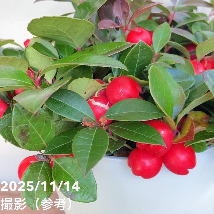チェッカーベリー 6号｜花木04-PA | 花木・庭木 | 赤塚植物園