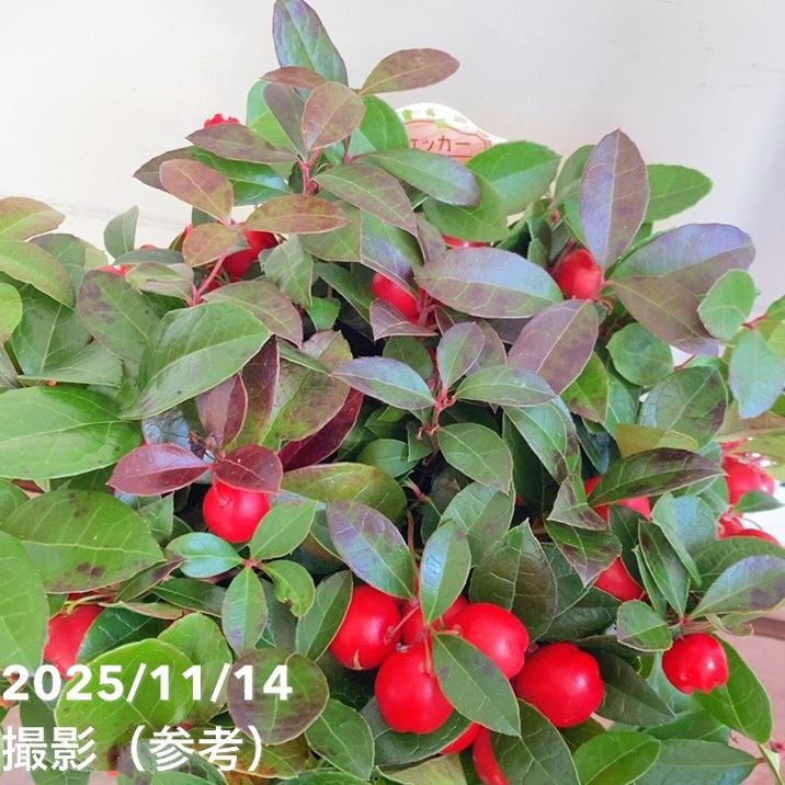 チェッカーベリー 6号｜花木04-PA | 花木・庭木 | 赤塚植物園