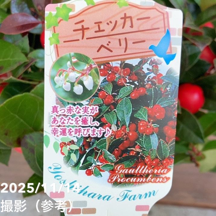 チェッカーベリー 6号｜花木04-PA | 花木・庭木 | 赤塚植物園