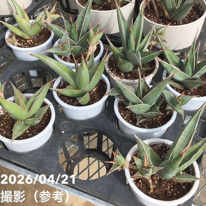 サンスベリア 4号 ピンギキュラ クランプ付き 生産プラ鉢｜観葉02-D2