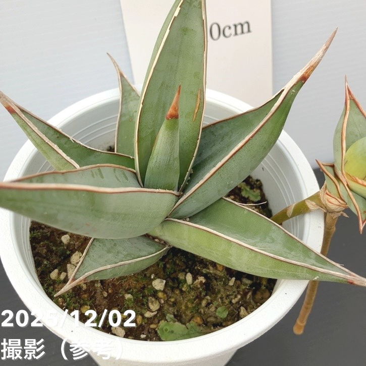 サンスベリア 4号 ピンギキュラ クランプ付き 生産プラ鉢｜観葉02-D2