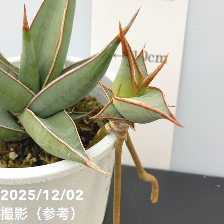 サンスベリア 4号 ピンギキュラ クランプ付き 生産プラ鉢｜観葉02-D2