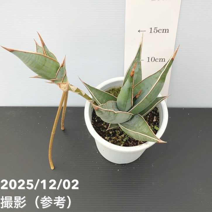 サンスベリア 4号 ピンギキュラ クランプ付き 生産プラ鉢｜観葉02-D2