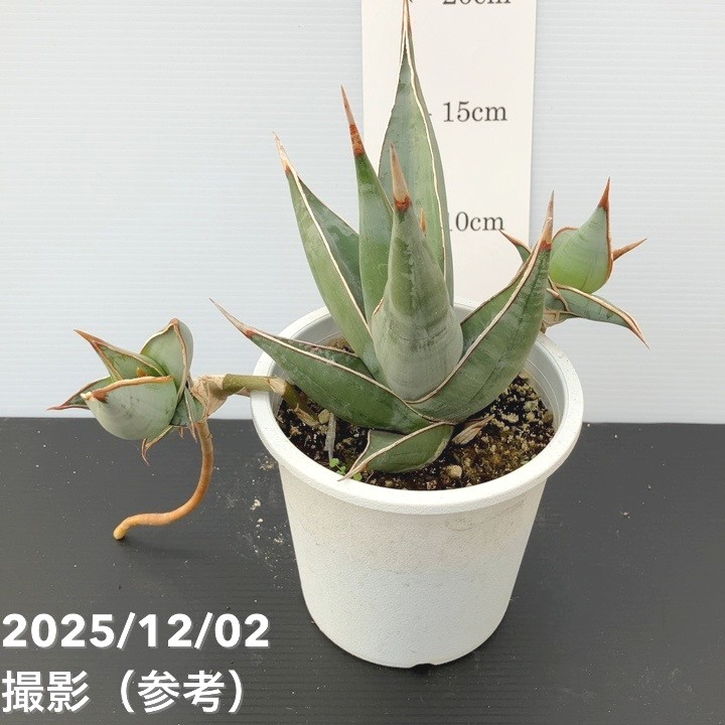 サンスベリア 4号 ピンギキュラ クランプ付き 生産プラ鉢｜観葉02-D2