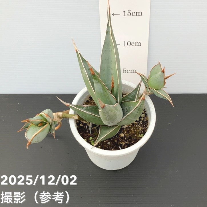 サンスベリア 4号 ピンギキュラ クランプ付き 生産プラ鉢｜観葉02-D2