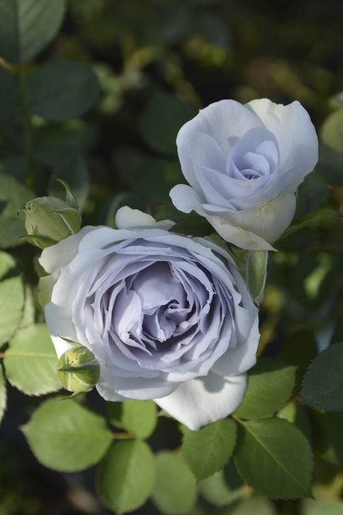 ポルトブルー★バラ大苗★ロサオリエンティス★プログレッシオ★バラの家★バラ★大苗 バラ大苗 ポルト・ブルー 7号 ロサ・オリエンティスプログレッシオ