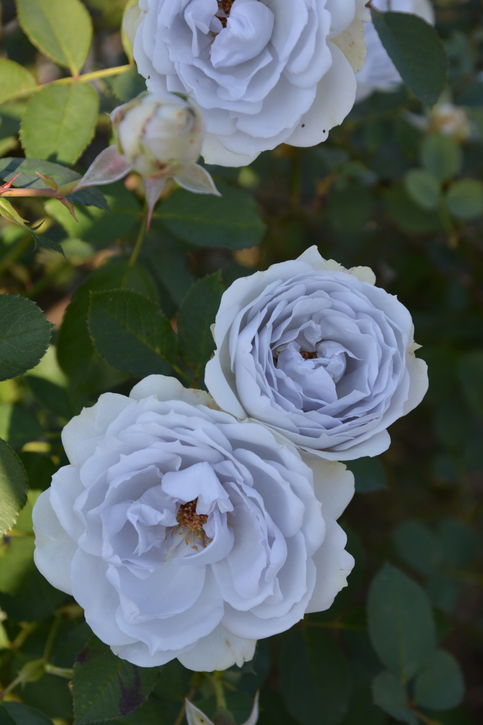 バラ大苗 ポルト・ブルー 7号 ロサ・オリエンティスプログレッシオ