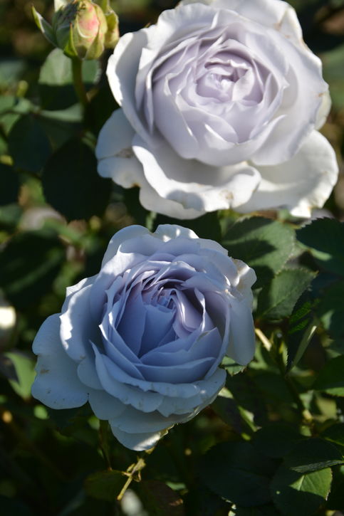 バラ大苗 ポルト・ブルー 7号 ロサ・オリエンティスプログレッシオ