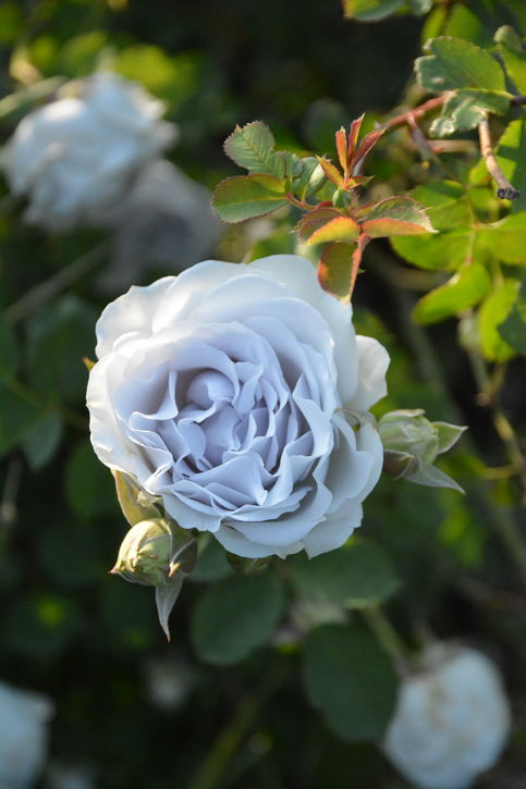 バラ大苗 ポルト・ブルー 7号 ロサ・オリエンティスプログレッシオ