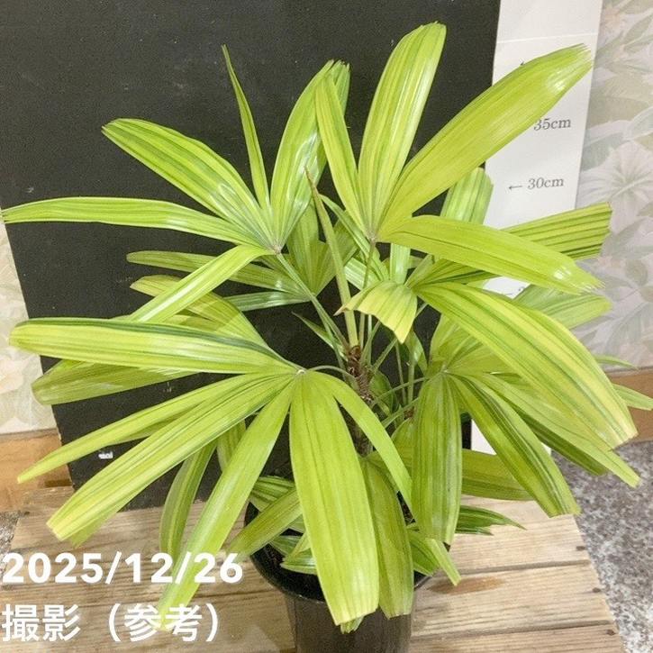 観音竹 綾錦 5号|観葉04-PA