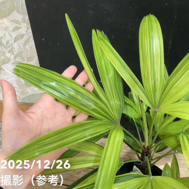 観音竹 綾錦 5号|観葉04-PA